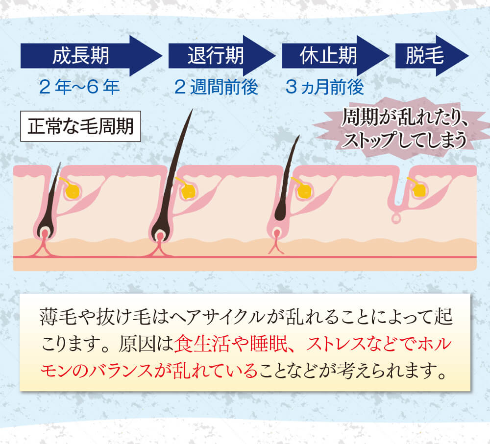 薄毛や抜け毛はヘアサイクルが乱れることによって起こります。原因は食生活や睡眠、ストレスなどでホルモンのバランスが乱れていることなどが考えられます。