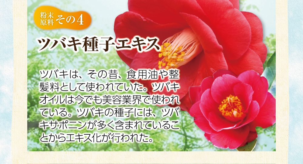 【粉末原料：その４】ツバキ種子エキス。ツバキは、その昔、食用油や整髪料として使われていた。ツバキオイルは今でも美容業界で使われている。ツバキの種子には、ツバキサポニンが多く含まれていることからエキス化が行われた。