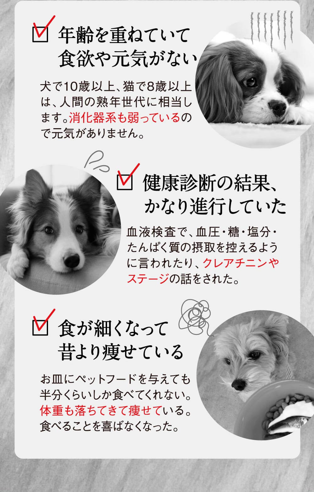犬猫専用】ペティザイム  アーユスライフ│アムレシャンプー 